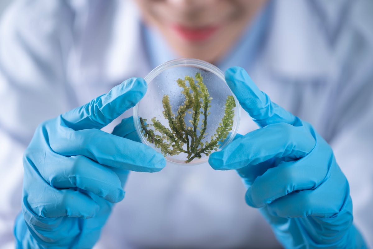 Researcher examining a culture sample in a laboratory
