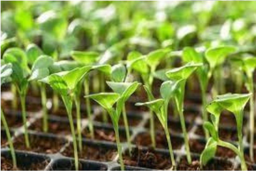 Plant tissue culture
