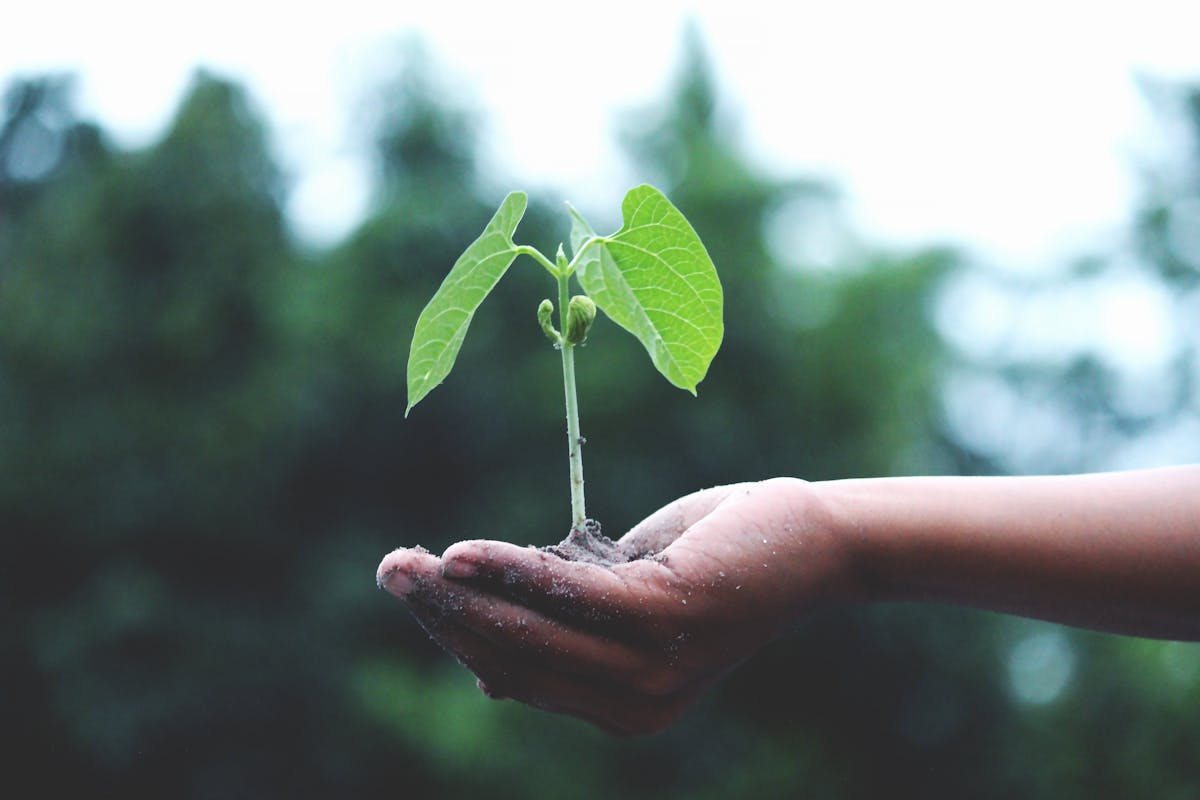 Young plant sprout in soil for tissue culture and germplasm work